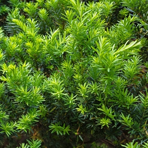 Yew Podocarpus macrophyllus